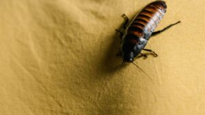 Common Household Pests and How to Identify Them Early